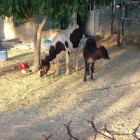 فروش گاو با گوساله گاو ابستن . گوساله شش ماهه.