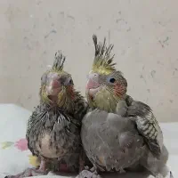 جوجه عروس هلندی نر مرواریدی