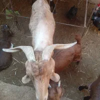 تعدادی بز سالم وخوش خراک