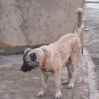 سگ گم شده