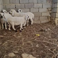 ۵ راس بره وطنی حیکلی|حیوانات مزرعه|هامون, |دیوار