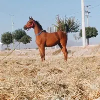 اسب