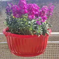 گل شب بو و بنفشه