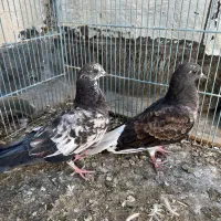 گرفتنی جوجه