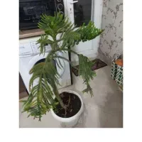 فروش گل|گل و گیاه طبیعی|آزادشهر, |دیوار