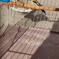 سهره کرمونی ماده جنس|پرنده|خرمدره, |دیوار