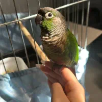 جفت گرینچیک یک ساله