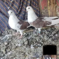 باسلام ازدم بدونه چونه دونه ای پانصدیاحق|پرنده|یزدان شهر, |دیوار