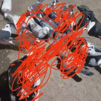 گمشده|حیوانات|کرباسک, |دیوار