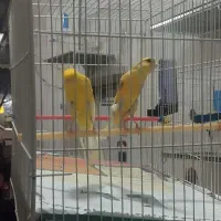 قناری|پرنده|مشهد, رضاییه|دیوار