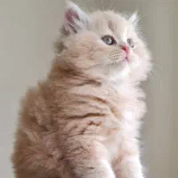 پرشین بریتیش ردپوینت گربه