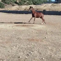 اسب نریان|اسب و تجهیزات اسبسواری|چیتاب, |دیوار