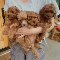 سگ توله توی پودل / پودل مینیاتوری