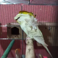 مرغ عشق پروانه ای