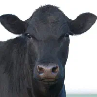 گاو جرسی