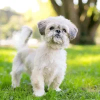 معاوضه سگ پاکوتاه