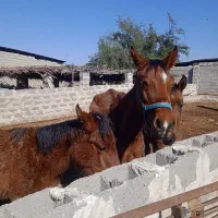 اسب مادیون با دوتا نر