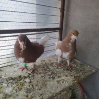 جفت نرو ماده ساده فروشی