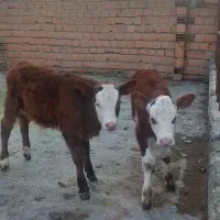 گوساله قرمز نر سیمینتال