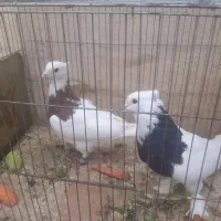 جفت کبوتر طوقی