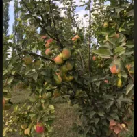 خونه باغ به مساحت 11 هزار متر