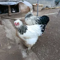 مرغ خروس برهما لایت