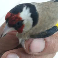 دوعدد سهره سالم وسرحال دوماه قفس