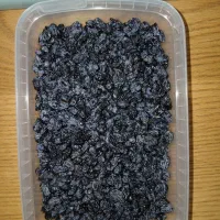 مویز ترکمن ۴ بدون هسته|خوردنی و آشامیدنی|قزوین, |دیوار