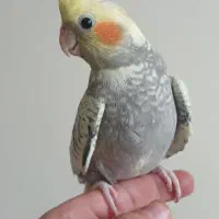 عروس هلندی ماده