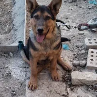 سگ ژرمن ماده