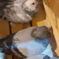 چهار عدد کبوتر گرفتنی سالم|پرنده|میاندوآب, |دیوار