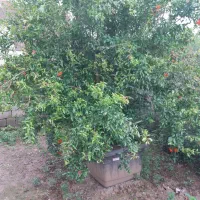 درخت انار و ازگیل ژاپنی جرثقیلی