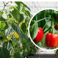 جویای کار گلخانه فلفل و گوجه