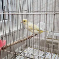 قناری نر سوپر و درشت|پرنده|اهواز, گلستان|دیوار