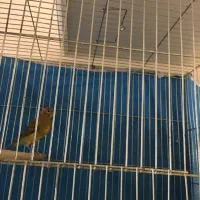 قناری نر بخون|پرنده|شاهین‌شهر, مسکن مهر|دیوار