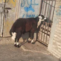 قوچ|حیوانات مزرعه|سیمین شهر, |دیوار