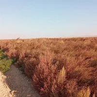 جارو محلی کلی وجزیی