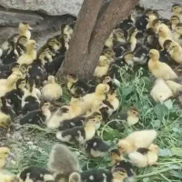 جوجه اردک