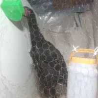 خروس لاری قلم سیاه