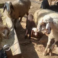 فروش  ۲ راس میش بره دار|حیوانات مزرعه|شیراز, خلیلی|دیوار