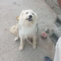 سگ پا کوتاه ۳۵۰۰