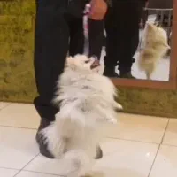 سگ بازیگوش و آپارتمانی پامرانین ،بولداگ|سگ|کاشمر, |دیوار