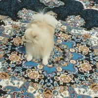 سگ خونگی|سگ|ایرانشهر, |دیوار