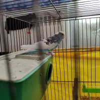 مرغ عشق آماده|پرنده|ابهر, |دیوار