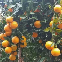 نهال های پرکیفیت و اصلاح شده|خدمات باغبانی و درختکاری|ساری, |دیوار