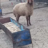 گوسفند وبره