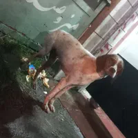 سگ شکاری|سگ|تالش, طولارود|دیوار