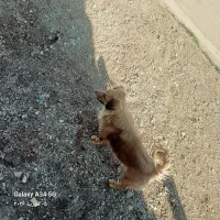 سگ  بسیار باهوش حرف گوش کن و آرام