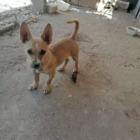 شیهوا|سگ|رفسنجان, |دیوار