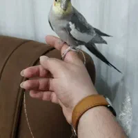 فروش فوری عروس هلندی نر بالغ بالغ|پرنده|کارون, |دیوار